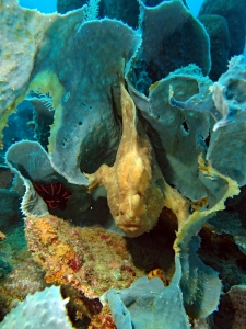 Antennarius commerson, Ianthella basta