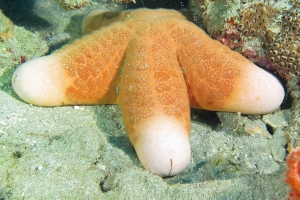 Choriaster granulatus