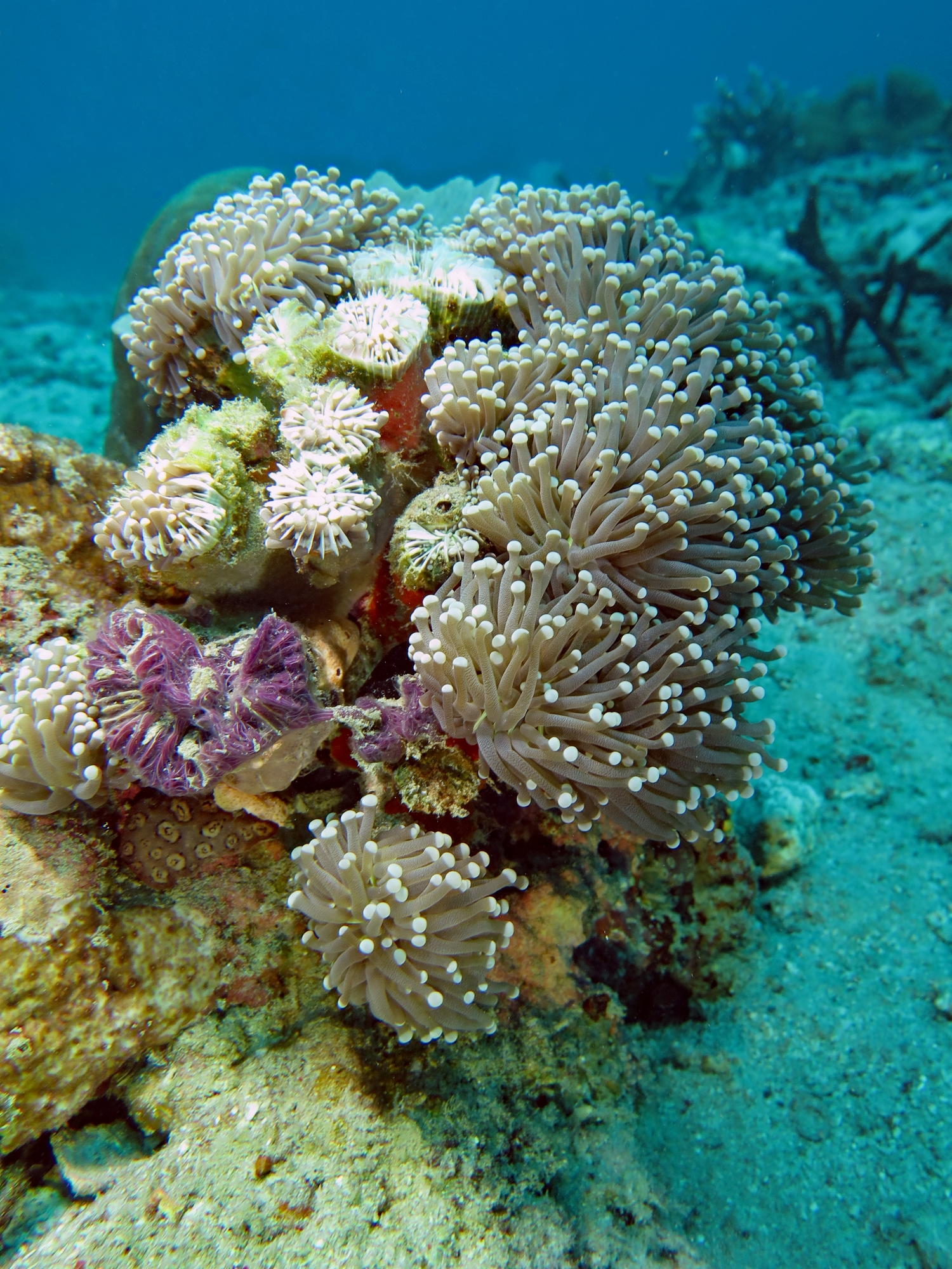 Euphyllia glabrescens, Chalinula nematifera