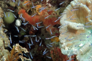 Banc de petits poissons étincelants le long du récif corallien