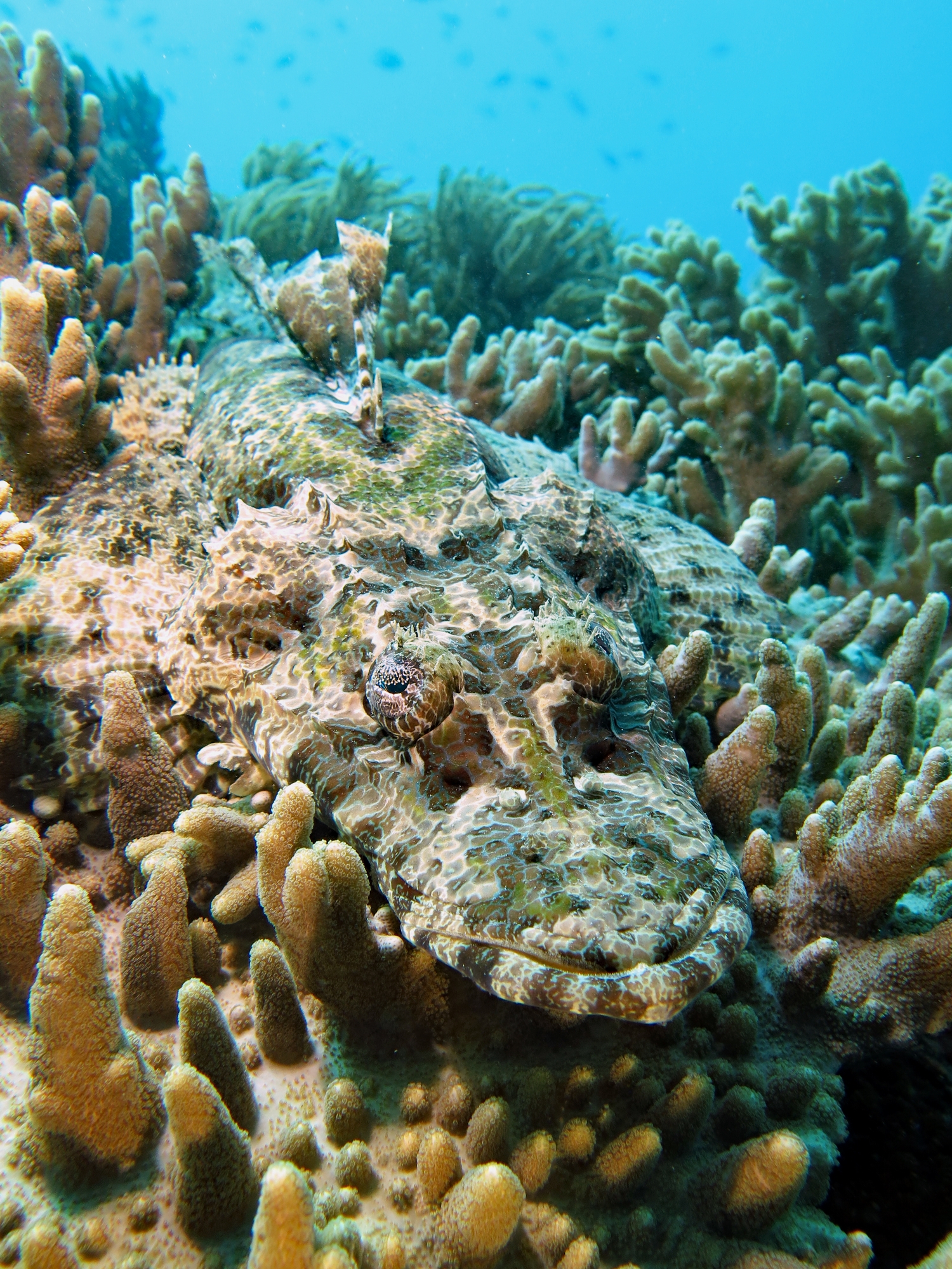 Papilloculiceps longiceps, Sinularia sp.