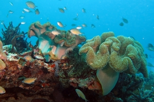 Sarcophyton trocheliophorum, Azurina lepidolepis