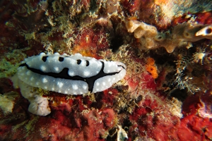 Phyllidiopsis shireenae