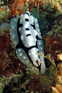 Phyllidiopsis shireenae