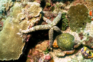 Echinaster callosus