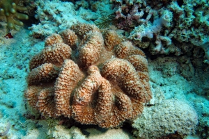 Lobophyllia ou Symphyllia