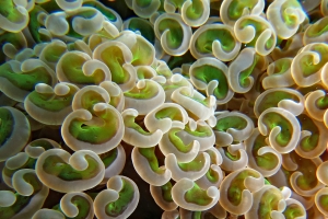 Euphyllia ancora