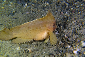 Ablabys macracanthus ou Ablabys taenianotus