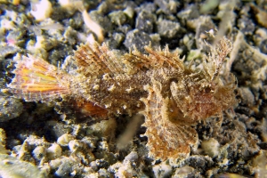 Pteroidichthys amboinensis