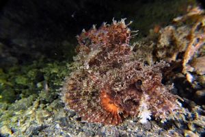 Scorpaenopsis oxycephala ou Scorpaenopsis venosa