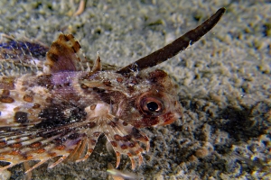 Dactyloptena orientalis