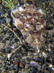 Rogadius welanderi