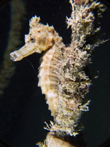 Hippocampus kelloggi