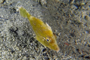 Acreichthys tomentosus