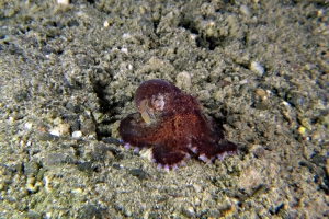 Amphioctopus marginatus