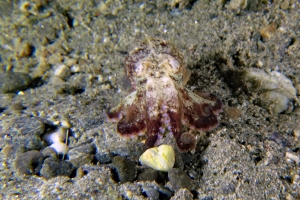 Amphioctopus marginatus