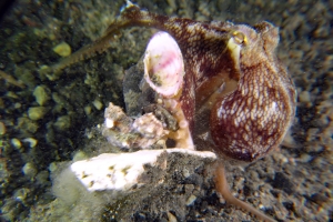 Amphioctopus marginatus