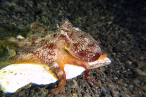 Amphioctopus marginatus