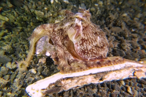 Amphioctopus marginatus