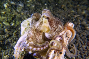 Amphioctopus marginatus