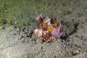 Amphioctopus marginatus