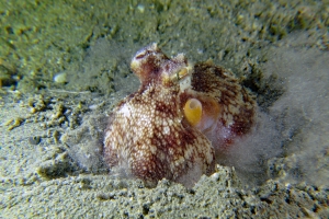 Amphioctopus marginatus