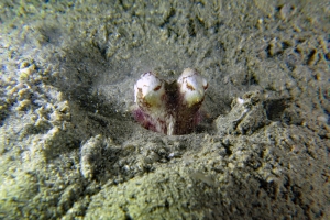 Amphioctopus marginatus