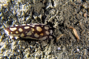 Tubulophilinopsis pilsbryi