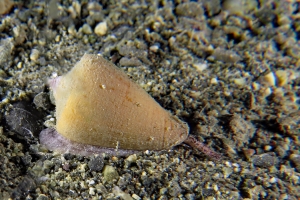 Conus sp.