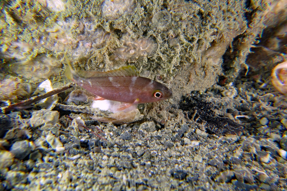 Poisson de petite taille endormi au-dessus du substrat