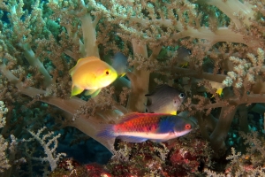 Chromis analis, Cirrhilabrus cyanopleura, Amblyglyphidodon leucogaster, Lithophytum arboreum