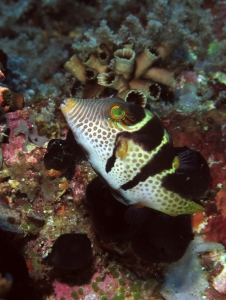 Canthigaster valentini