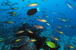 Pterocaesio randalli, Acanthurus thompsoni