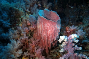 Xestospongia testudinaria, Dendronephthya sp