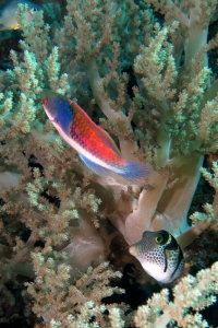 Cirrhilabrus cyanopleura, Canthigaster valentini, Lithophytum arboreum