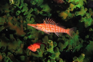 Oxycirrhites typus, Tubastraea micranthus, Cirrhitichthys falco