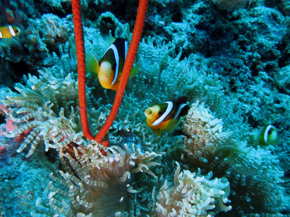 Amphiprion clarkii, Heteractis aurora