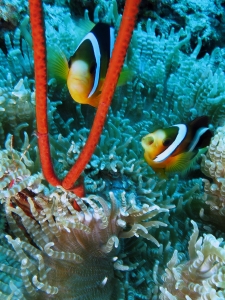 Amphiprion clarkii, Heteractis aurora