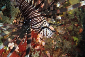 Pterois miles