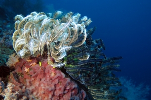 Comaster schlegelii, Xestospongia testudinaria