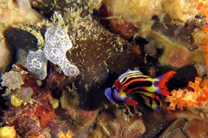 Nembrotha aurea