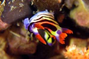 Nembrotha aurea