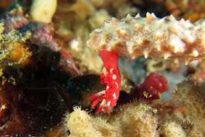 Okenia nakamotoensis