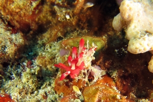 Okenia nakamotoensis