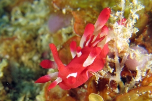 Okenia nakamotoensis