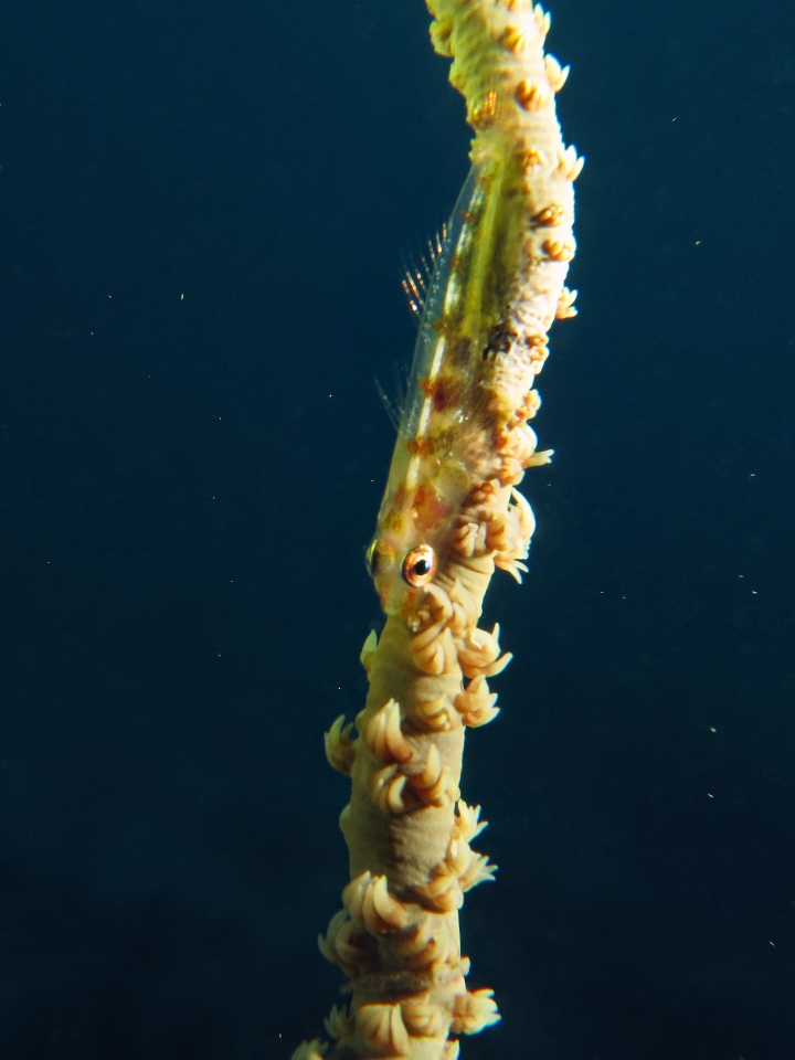 Bryaninops yongei, Cirripathes sp.