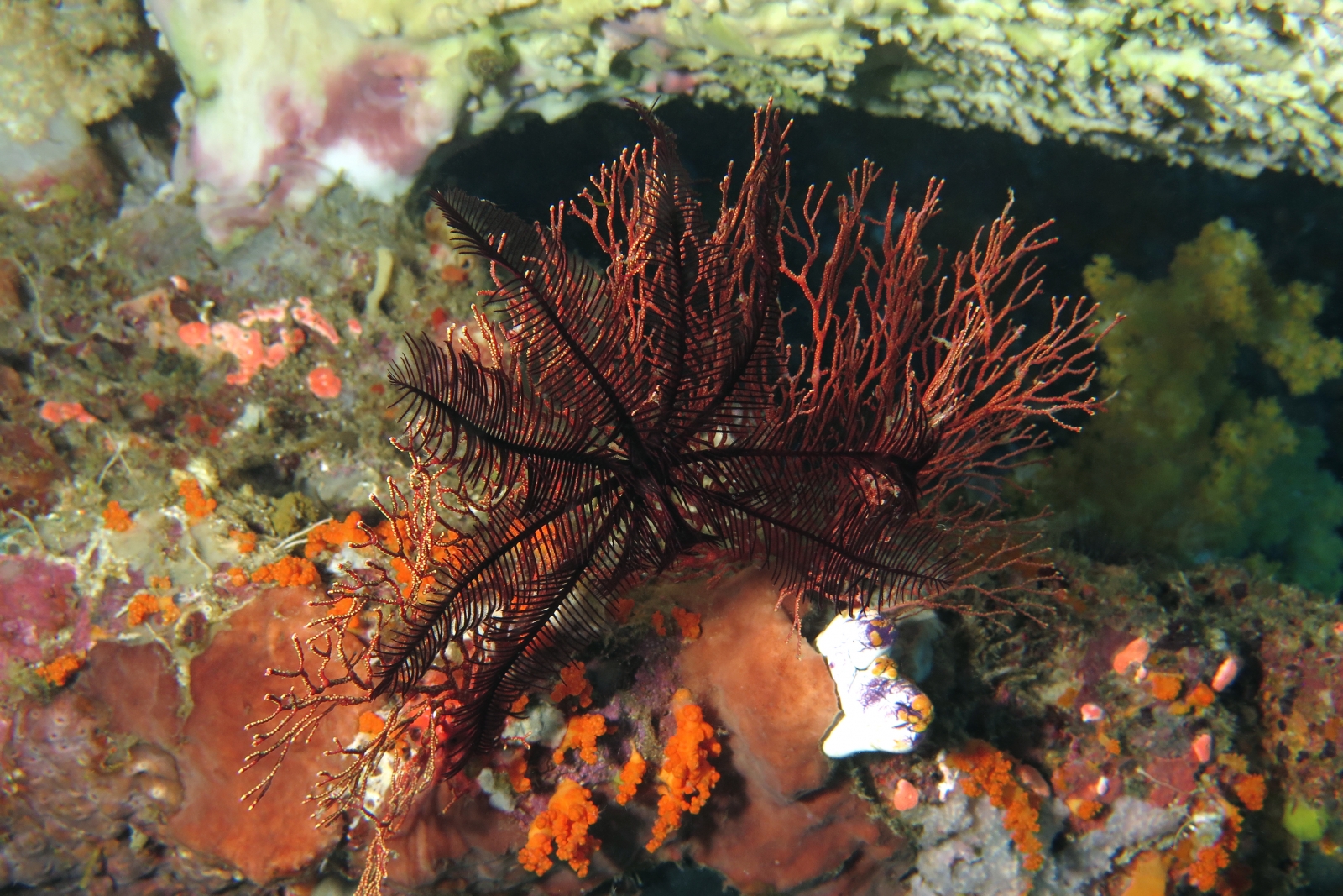 Colobometra perspinosa