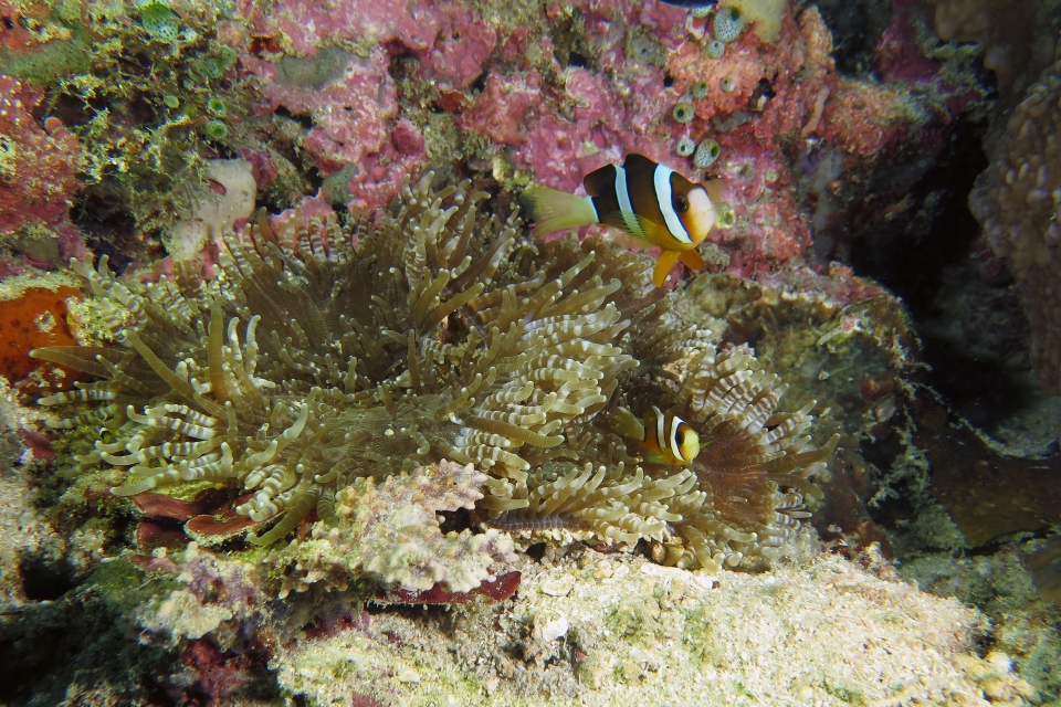 Amphiprion clarkii, Heteractis aurora