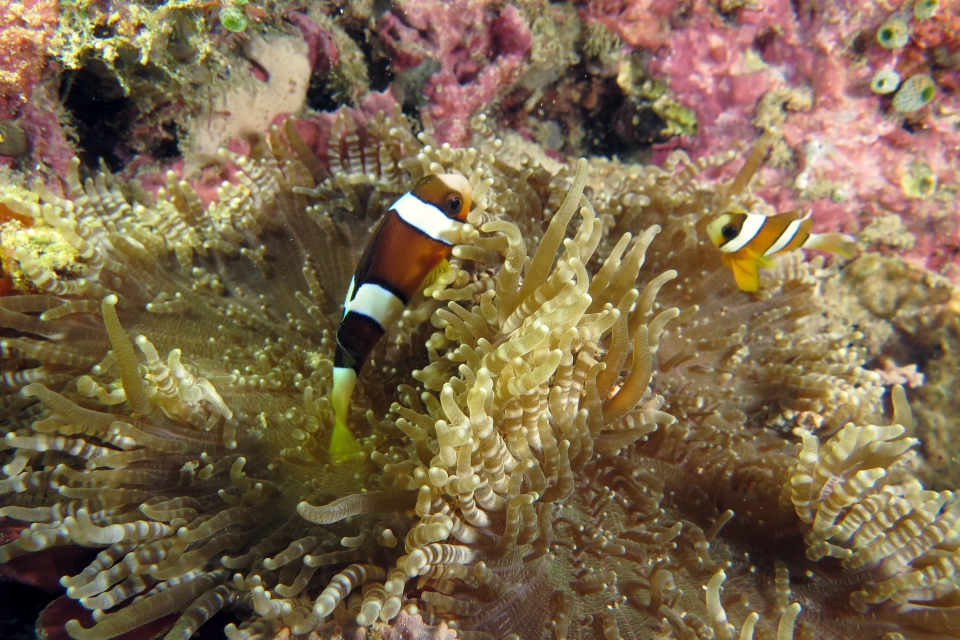 Amphiprion clarkii, Heteractis aurora