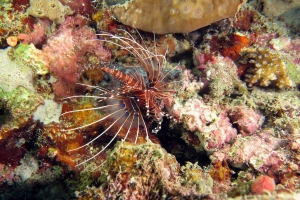 Pterois antennata